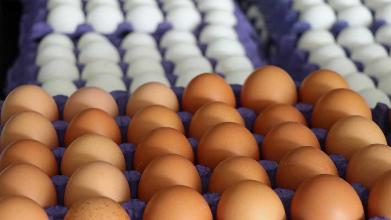 Tayvan'a ihraç edilen 127 ton yumurta Türkiye'ye geri gönderildi: Kansorejen madde tespit edildi