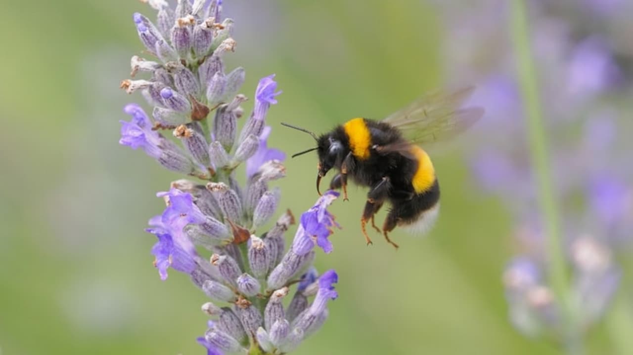 Arıların Akıl Almaz Yetenekleri: Kilit Açma ve Sosyal Öğrenme