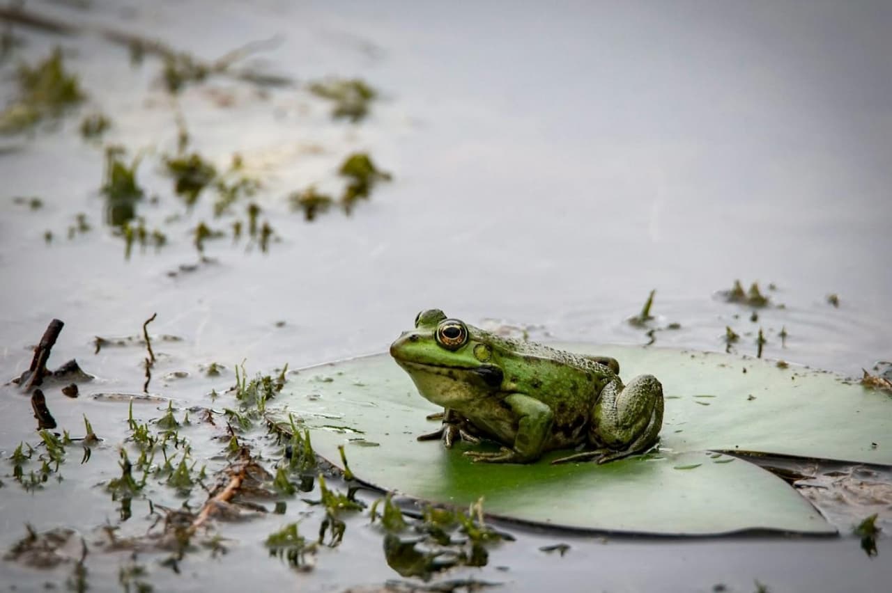 Fransa'nın Kurbağa İthalatı Çevre ve Hayvan Hakları İçin Tehlike Arz Ediyor