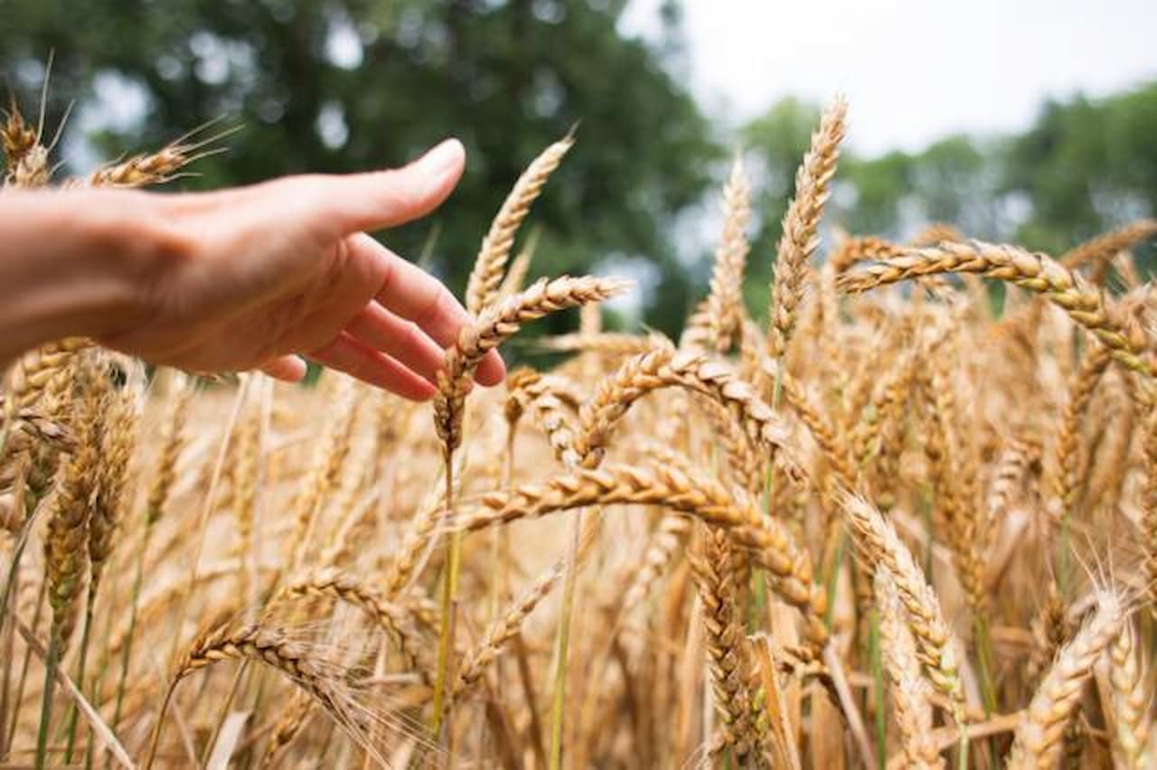 Buğday Piyasalarında Düşüş Trendi: Çin'in İptali ve Küresel Arz Fazlası Endişeleri
