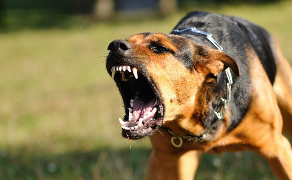 Başıboş köpekler yine dehşet saçtı: Köpekler saldırdı! Hayatını kaybetti